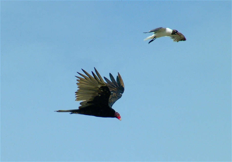 (13) Dscf2259 (sea gull attacking turkey vulture).jpg   (950x662)   159 Kb                                    Click to display next picture